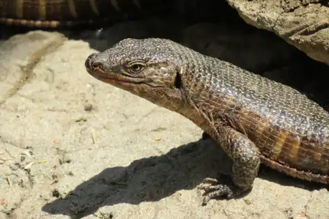 Hoedspruit Reptile Centre